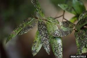 uploads/images/disease/Sooty mould of sapota.jpg